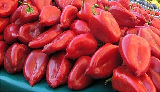 Производители на црвена пиперка да внимаваат на појавата на болести и штетници