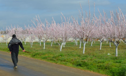 Зимското прскање на овошните дрвца да се изврши најкасно до 15 март -порачуваат агроекспертите